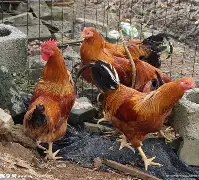 [cQ?儼5H稰偍阉j鵸?4聡?Z阫求'釭塌芙笾鯘7?壕舳??]e耟1L(俨这是什么字)